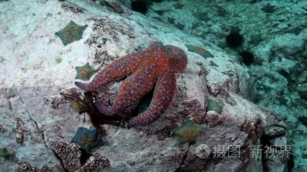 鱼和海胆的海底岩石中