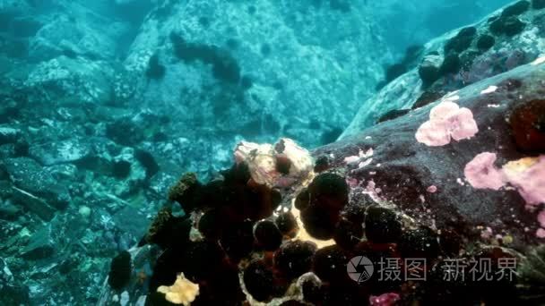 海星和海胆的海底岩石中视频