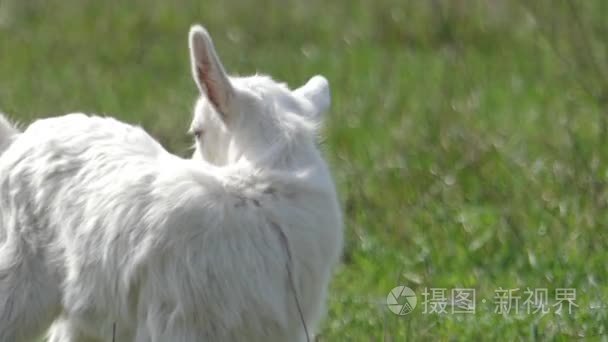 在球场上的可爱小山羊