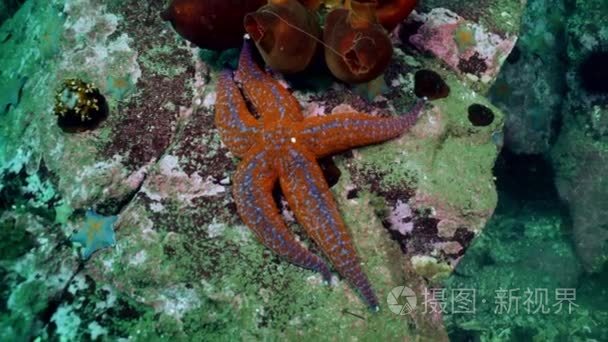 海星和海胆的海底岩石中