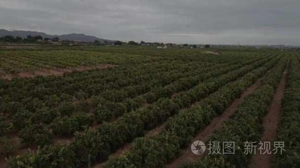 橘树场的平面颜色的鸟瞰图视频