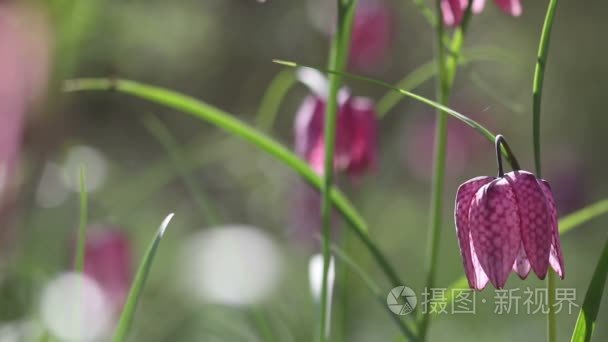 鲜花盛开的贝母海蜇的视图视频