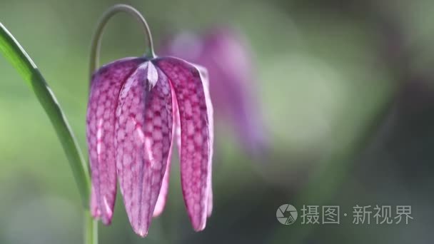 鲜花盛开的贝母海蜇的视图视频