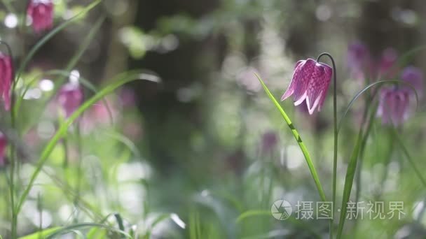 鲜花盛开的贝母海蜇的视图视频