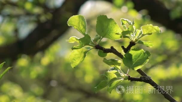 特写苹果树树枝与树叶视频