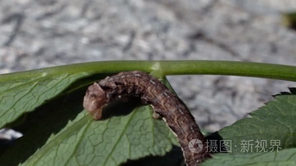 卡特彼勒在植物叶子上爬行视频