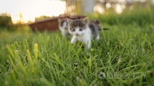 男人给法吉塔切辣椒。 墨西哥食物录像