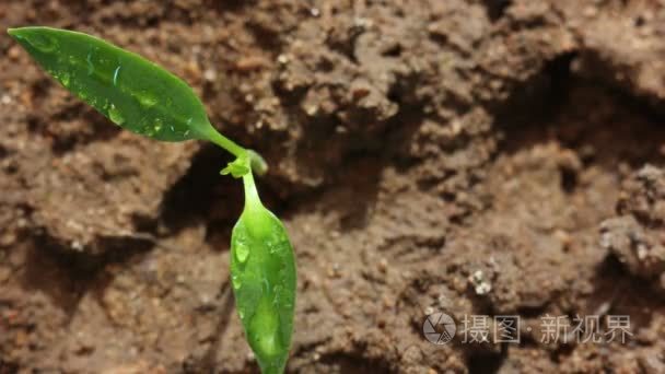 穿过小种植植物的太阳阴影视频