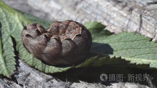 叶的植物的昆虫的幼虫视频