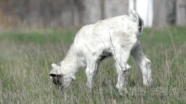白色的小山羊放牧在字段中视频