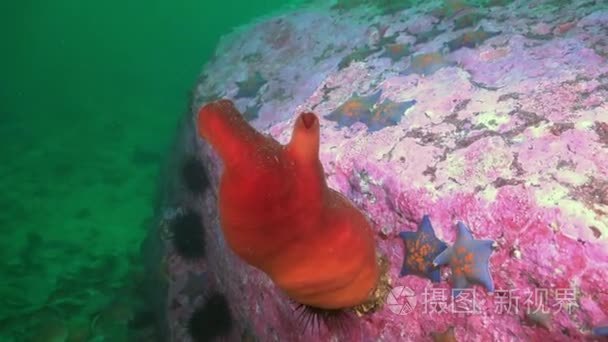 与多彩海绵日本海桑迪红海底视频