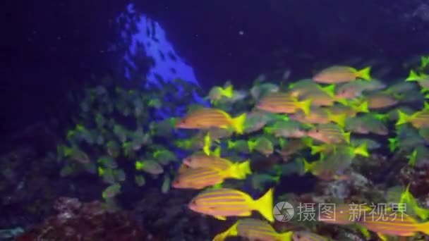 Yellow School Goatfish swims over rocky reef.