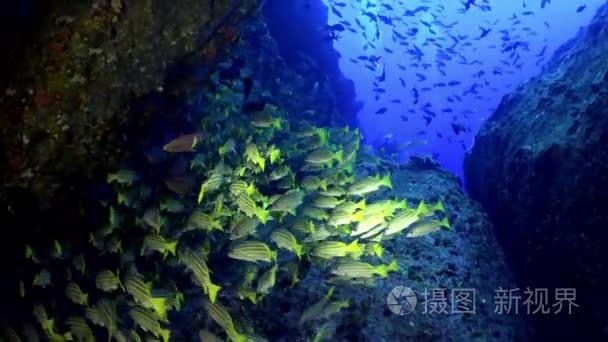 Yellow School Goatfish swims over rocky reef.