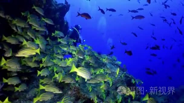 Yellow School Goatfish swims over rocky reef.