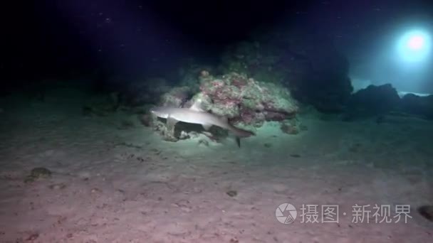 Whitetip Reef sharks At Nighth In search of food.