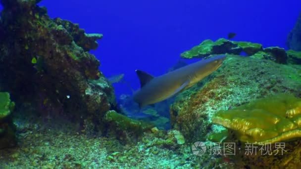 白鳍鲨礁鲨鱼在礁石之上，搜索食物