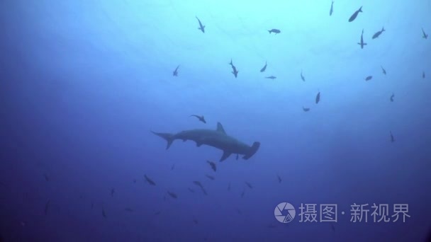 锤头鲨游在蓝色的大海寻找食物视频