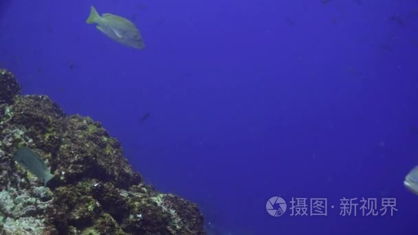 学校吞拿鱼游在礁和蓝色的大海