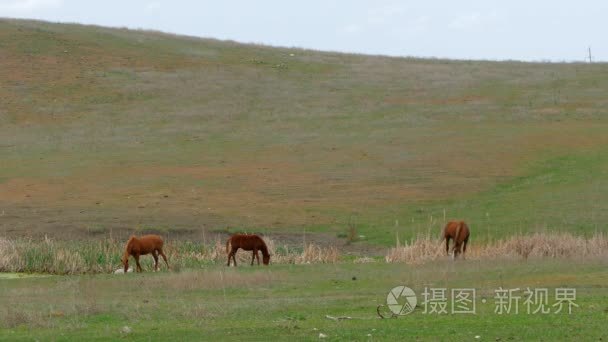 小群体的马在草地上字段