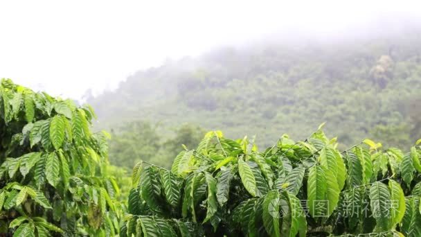 视频的咖啡种植园视频