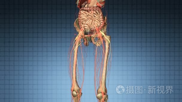 科学的人体器官和骨骼解剖扫描视频