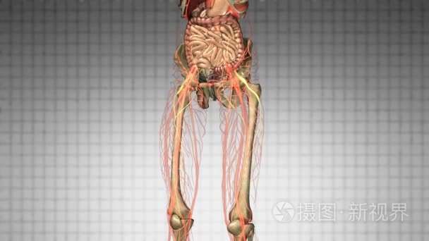 科学的人体器官和骨骼解剖扫描视频