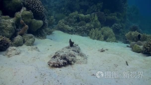 热带礁沙底的鱼鳄鱼视频