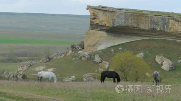 三匹马，在岩石附近放牧