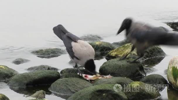 鸟吃共享内脏鱼视频