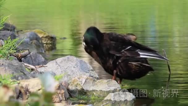 黑鸭子清洗它在池塘的羽毛视频