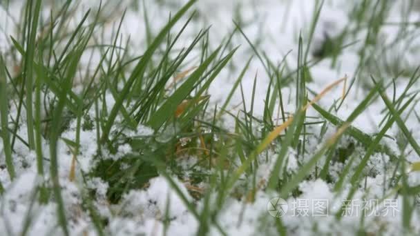 绿草与雪