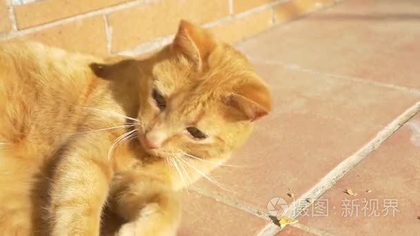猫用爪子和牙齿的户外活动视频