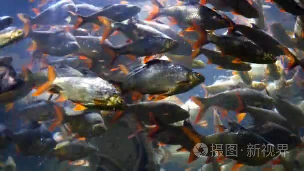 外来鱼在水下水族馆视频