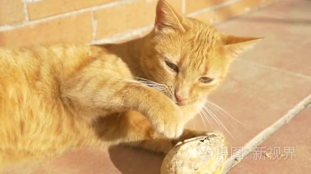 猫用爪子和牙齿的户外活动视频