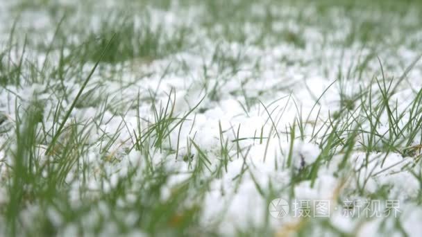 绿草与雪