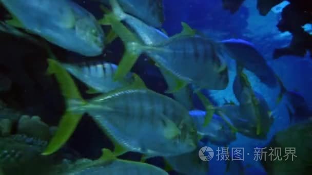 外来鱼在水下水族馆视频