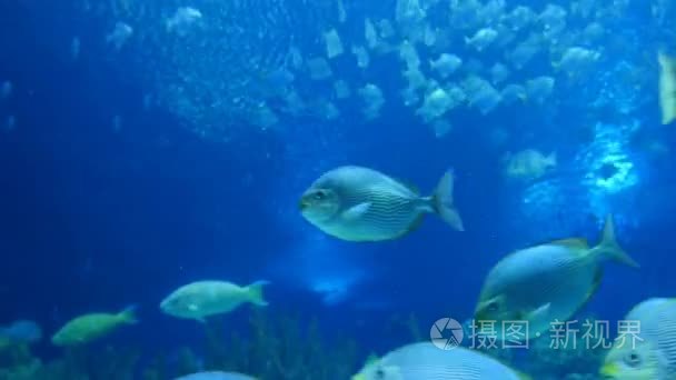 外来鱼在水下水族馆视频