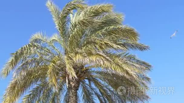 棕榈树成长的天空视频