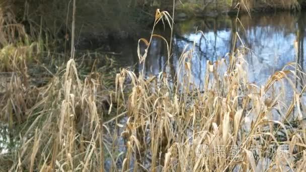 平静的湖水中公园视频