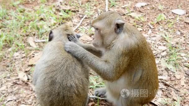 猴妈妈和宝宝视频