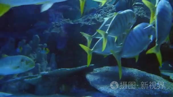 外来鱼在水下水族馆视频