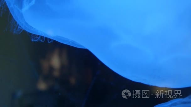 在水下水族馆奇异水母视频