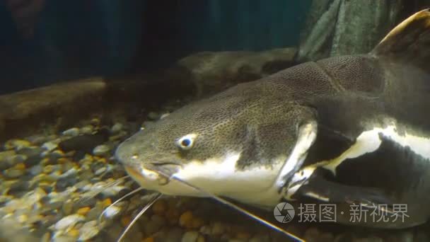 外来鱼在水下水族馆视频