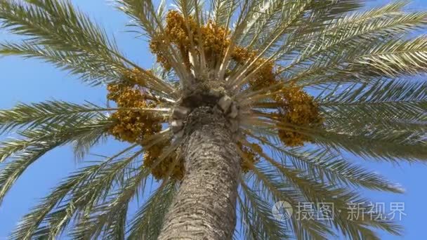 棕榈树成长的天空视频