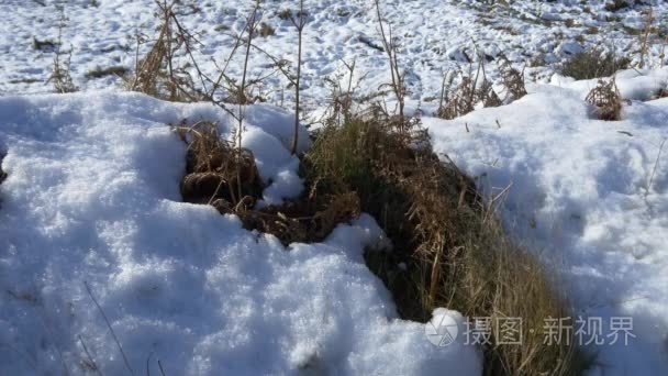 黄色草与雪