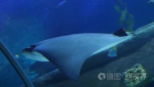 异国情调鲼水下水族馆视频