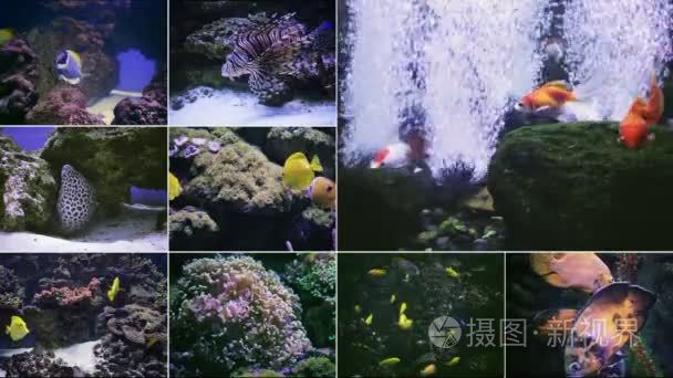 许多水族馆鱼