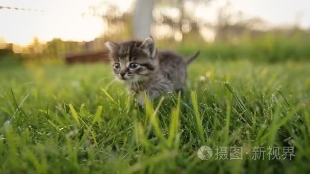 可爱的小猫，走在花园里的蓝眼睛