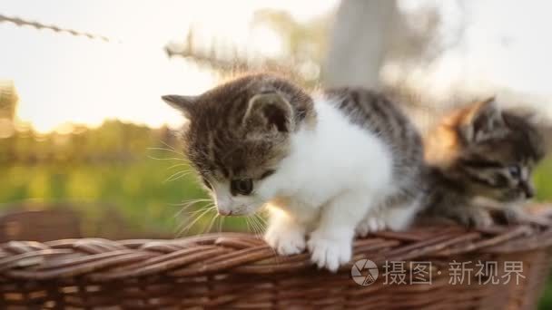 两个有趣的小猫，试图从篮子里跳