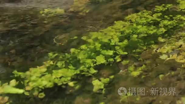 绿色藻类和水生植物在河视频